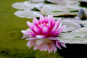 Water Lily Sober Living Boston Massachusetts