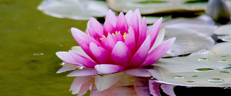 Water Lily Sober Living Boston Massachusetts