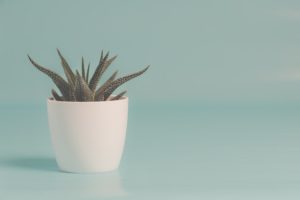 Cactus at sober living home in Boston Massachusetts