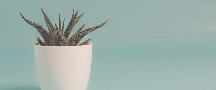 Cactus at sober living home in Boston Massachusetts