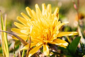 Beautiful yellow flower representing a fresh start to sober living