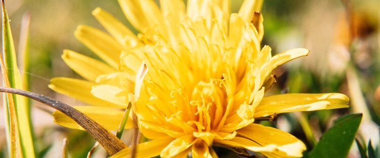 Beautiful yellow flower representing a fresh start to sober living